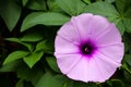Ipomoea purpurea.common morning-glory flower close up