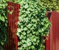 Ipomoea purpurea, common Morning Glory, tall morning-glory on the fence in a garden. Green leaves climbing on red metall hedge. Royalty Free Stock Photo