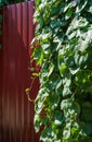 Ipomoea purpurea, common Morning Glory, tall morning-glory on the fence in a garden. Green leaves climbing on red metall hedge Royalty Free Stock Photo