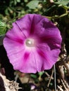 Ipomoea Purpurea