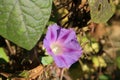 Ipomoea purpurea  the common morning-glory  tall morning-glory  or purple morning glory Royalty Free Stock Photo