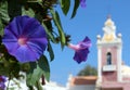 Ipomoea purpurea flower and Palace of Estoi chapel in background Royalty Free Stock Photo