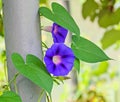 Ipomoea purpurea mauve blue flower, the purple Royalty Free Stock Photo