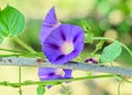 Ipomoea purpurea mauve blue flower, the purple, tall Royalty Free Stock Photo