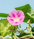 Ipomoea purpurea mauve, pink flower, the purple, tall, or common morning glory, close up. Royalty Free Stock Photo