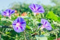 Ipomoea purpurea mauve, pink flower, the purple, tall, or common morning glory, close up. Royalty Free Stock Photo