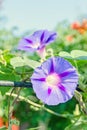 Ipomoea purpurea mauve, pink flower, the purple, tall, or common morning glory, close up. Royalty Free Stock Photo