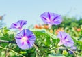 Ipomoea purpurea mauve, pink flower, the purple, tall, or common morning glory, close up. Royalty Free Stock Photo