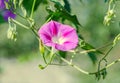 Ipomoea purpurea mauve, pink flower, the purple, tall, or common morning glory, close up.