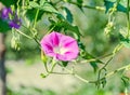 Ipomoea purpurea mauve, pink flower Royalty Free Stock Photo