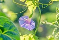 Ipomoea purpurea mauve Royalty Free Stock Photo