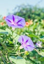 Ipomoea purpurea mauve Royalty Free Stock Photo