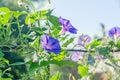 Ipomoea purpurea mauve Royalty Free Stock Photo