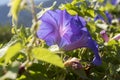 Ipomoea purpurea morning glory flowers in bloom Royalty Free Stock Photo