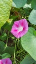 Ipomoea purpurea pink flower, the purple, tall, or common morning glory, close up. Royalty Free Stock Photo