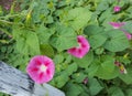 Ipomoea purpurea pink flower, the purple, tall, or common morning glory, close up. Royalty Free Stock Photo