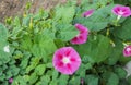 Ipomoea purpurea pink flower, the purple, tall, or common morning Royalty Free Stock Photo