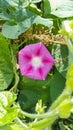 Ipomoea purpurea pink flower, the purple, tall Royalty Free Stock Photo