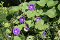 Ipomoea purpurea or purple morning glory. General view of flowering plant with green leaves and light blue flowers Royalty Free Stock Photo