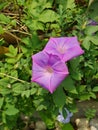 Ipomoea purpurea is a species of the genus Ipomoea  native to Mexico and Central America. Royalty Free Stock Photo