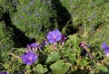 Ipomoea purpurea vine with purple flowers