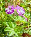 Ipomoea purpurea white and purple flowers, common morning glory, outdoor, close up Royalty Free Stock Photo