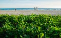 Ipomoea on the sand beach wih sea background.