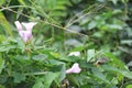 Ipomoea tiliacea wild flowers in Parque Municipal da Catacumba