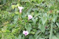 Ipomoea tiliacea wild flowers in Parque Municipal da Catacumba