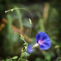 Ipomoea tricolor - hallucinogenic plant Royalty Free Stock Photo