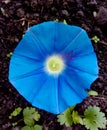 Ipomoea tricolor, heavenly blue morning glory flower Royalty Free Stock Photo