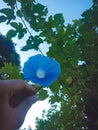 Ipomoea tricolor, heavenly blue morning glory in hand Royalty Free Stock Photo