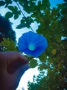 Ipomoea tricolor or morning glory flower in hand under open sky