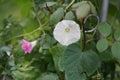 Ipomoea tricolor \'Pearly Gates\' and Ipomoea purpurea \'Tickle Me Pink\' bloom in October. Berlin, Germany