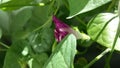 Ipomoea tricolor Royalty Free Stock Photo