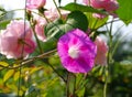 Ipomoea tricolor in summer Royalty Free Stock Photo