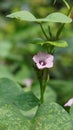 Ipomoea triloba also known as Little bell, Three lobed morning glory, Campanilla morada, Beech Fern, Krugs white, Trilobed etc Royalty Free Stock Photo