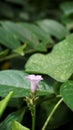 Ipomoea triloba also known as Little bell, Three lobed morning glory, Campanilla morada, Beech Fern, Krugs white, Trilobed etc Royalty Free Stock Photo