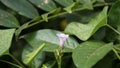 Ipomoea triloba also known as Little bell, Three lobed morning glory, Campanilla morada, Beech Fern, Krugs white, Trilobed etc Royalty Free Stock Photo