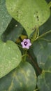 Ipomoea triloba also known as Little bell, Three lobed morning glory, Campanilla morada, Beech Fern, Krugs white, Trilobed etc