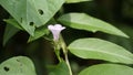 Ipomoea triloba also known as Little bell, Three lobed morning glory, Campanilla morada, Beech Fern, Krugs white, Trilobed etc Royalty Free Stock Photo