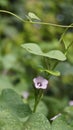 Ipomoea triloba also known as Little bell, Three lobed morning glory, Campanilla morada, Beech Fern, Krugs white, Trilobed etc Royalty Free Stock Photo