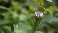 Ipomoea triloba also known as Little bell, Three lobed morning glory, Campanilla morada, Beech Fern, Krugs white, Trilobed etc Royalty Free Stock Photo