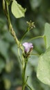 Ipomoea triloba also known as Little bell, Three lobed morning glory, Campanilla morada, Beech Fern