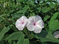 Ipomoea, two Pink morning Glory Flowers. Royalty Free Stock Photo