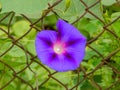 Ipomoea violacea, beach moonflower or sea moonflower, Beach moonflower Isolated, Purple Morning glory blooming beach moonflower