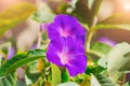 Ipomoea violacea, beach moonflower or sea moonflowe. Beautiful wallpapers.