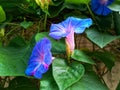 Ipomoea violacea flower