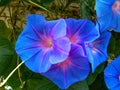 Ipomoea violacea flower