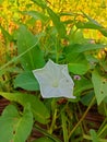 Ipomoea violacea moon flower